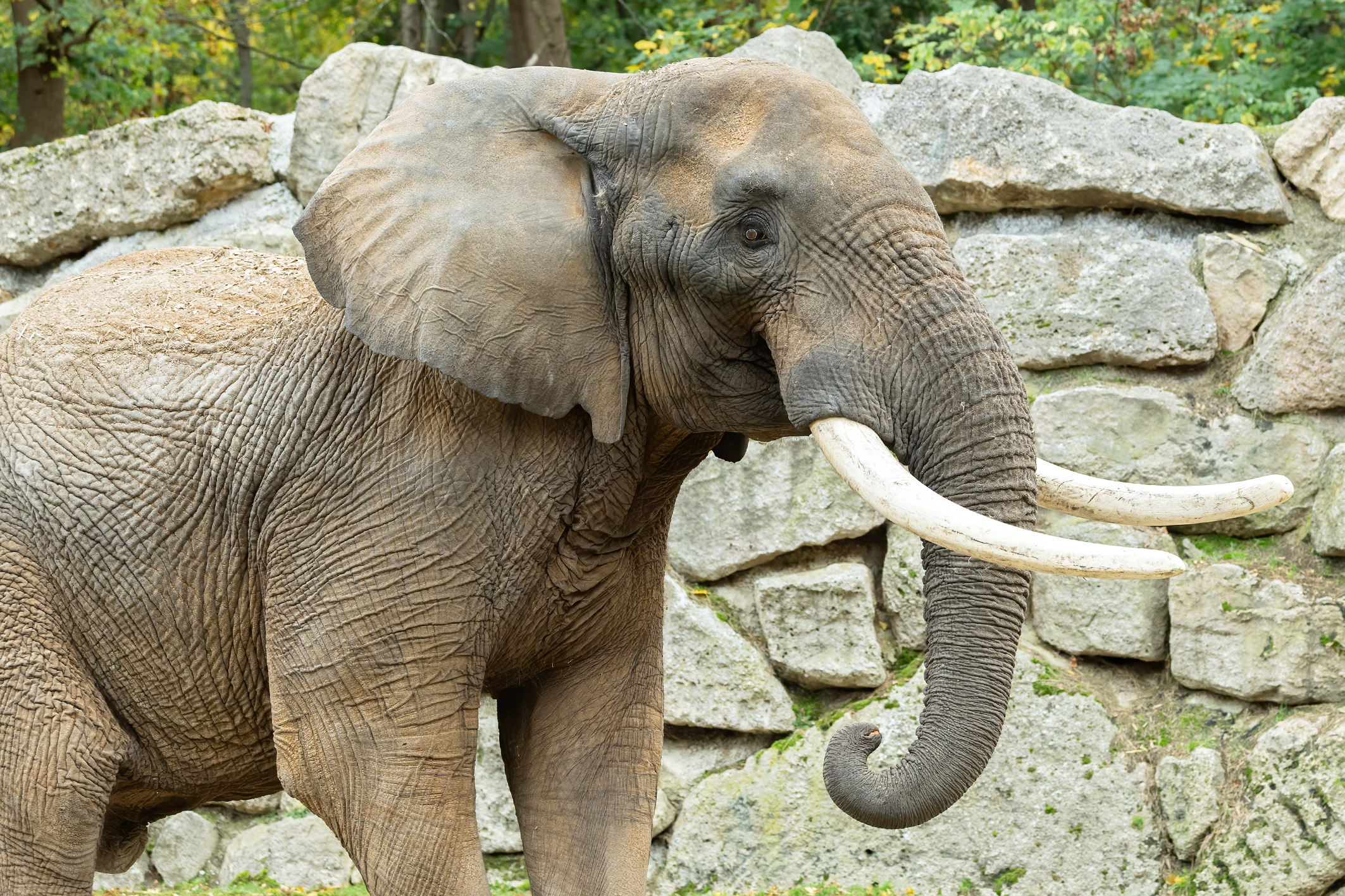 01 Tembo Zupac