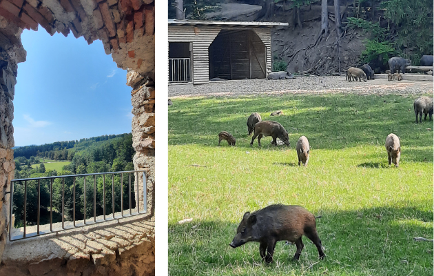 Ausflug Niederoesterreich Naturpark Sparbach Wandern Wildschweine